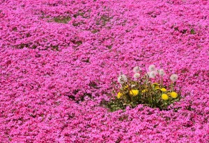 芝桜とタンポポ