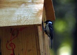 巣箱にシジュウカラ