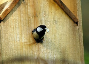 シジュウカラ032