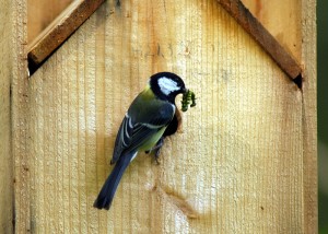 シジュウカラ123