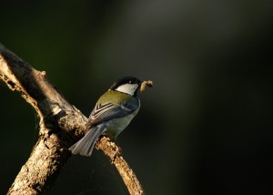 シジュウカラ156