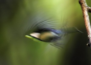 シジュウカラ161b