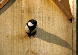 シジュウカラ168