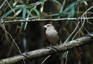 シメ