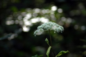 シラネセンキュウ