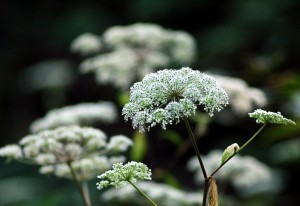 シラネセンキュウ