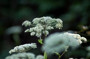 シラネセンキュウ