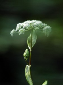 シラネセンキュウ