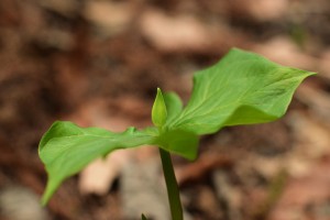 シロバナノエンレイソウ
