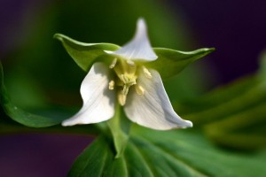 シロバナノエンレイソウ