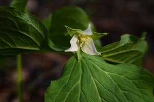 シロバナノエンレイソウ
