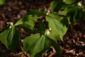 シロバナノエンレイソウ