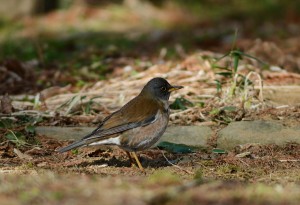 シロハラ シロハラ