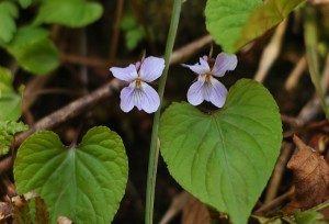 スミレサイシン