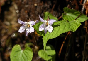 スミレサイシン