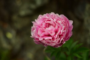 シャクヤク（芍薬）