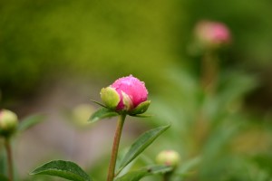 シャクヤク（芍薬）