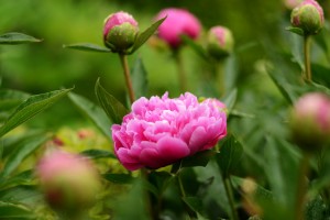 シャクヤク（芍薬）