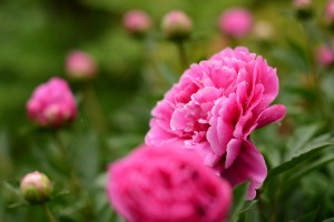 シャクヤク（芍薬）