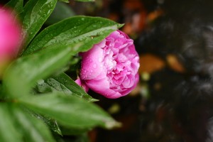 シャクヤク（芍薬）