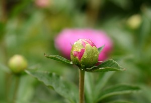 シャクヤク（芍薬）