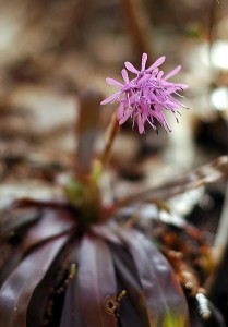 ショウジョウバカマ