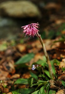 ショウジョウバカマ