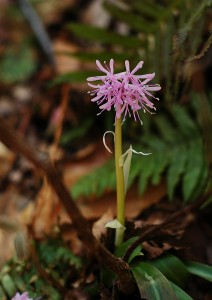 ショウジョウバカマ