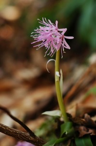 ショウジョウバカマ