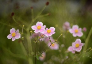 シュウメイギク