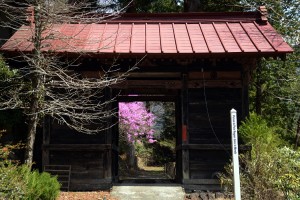 大陽寺の仁王門とツツジ