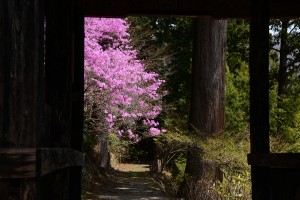 大陽寺の仁王門とツツジ