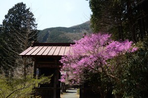 大陽寺の仁王門とツツジ