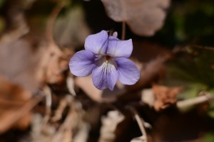 タチツボスミレ