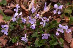 タチツボスミレ