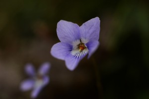 タチツボスミレ