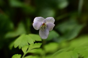 タチツボスミレ