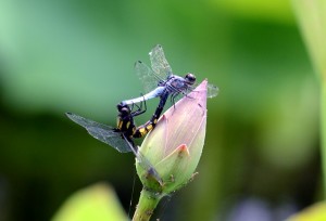 オオシオカラトンボ