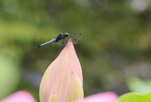 オオシオカラトンボ