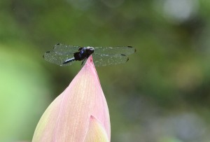 オオシオカラトンボ