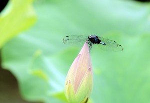オオシオカラトンボ