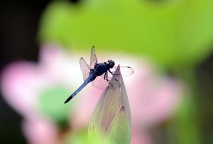 オオシオカラトンボ