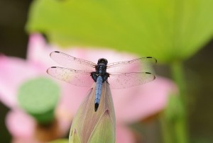 オオシオカラトンボ