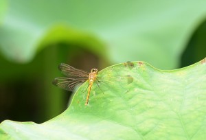 ノシメトンボ？