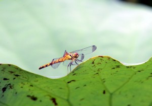 ノシメトンボ？