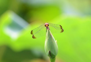 ノシメトンボ？