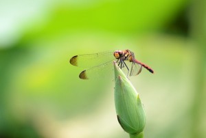 ノシメトンボ？