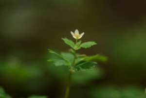 トウゴクサバノオ