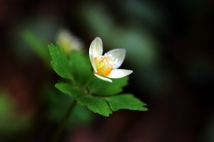 トウゴクサバノオ