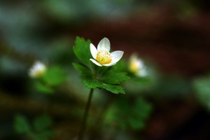 トウゴクサバノオ